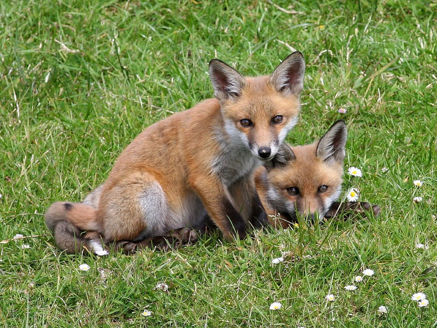 Red foxes in County Cork
