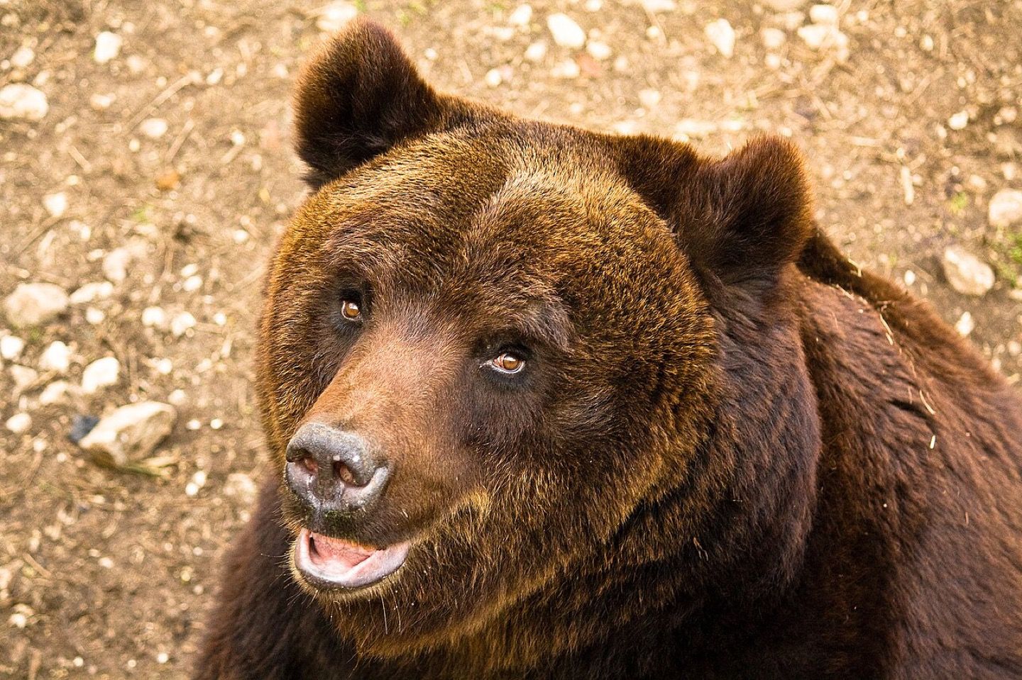 A Marsican brown bear among the grass and scrub of the Abruzzo mountains