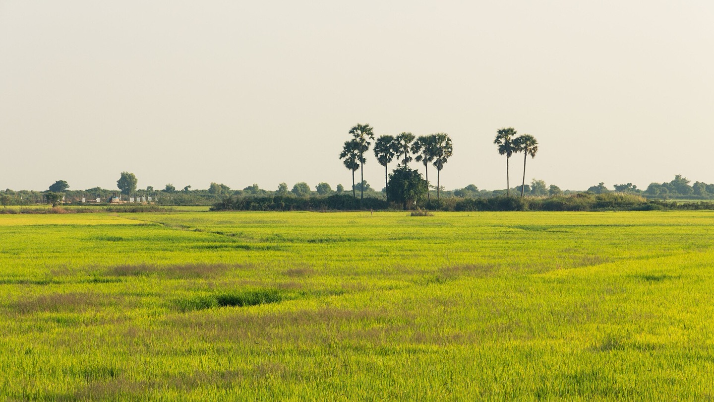 Rice fields near Siem Reap, Cambodia