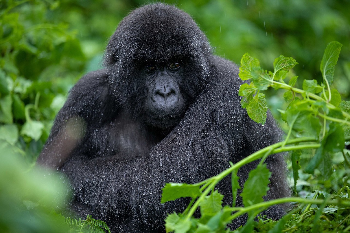 A mountain gorilla in Volcanoes National Park, Rwanda