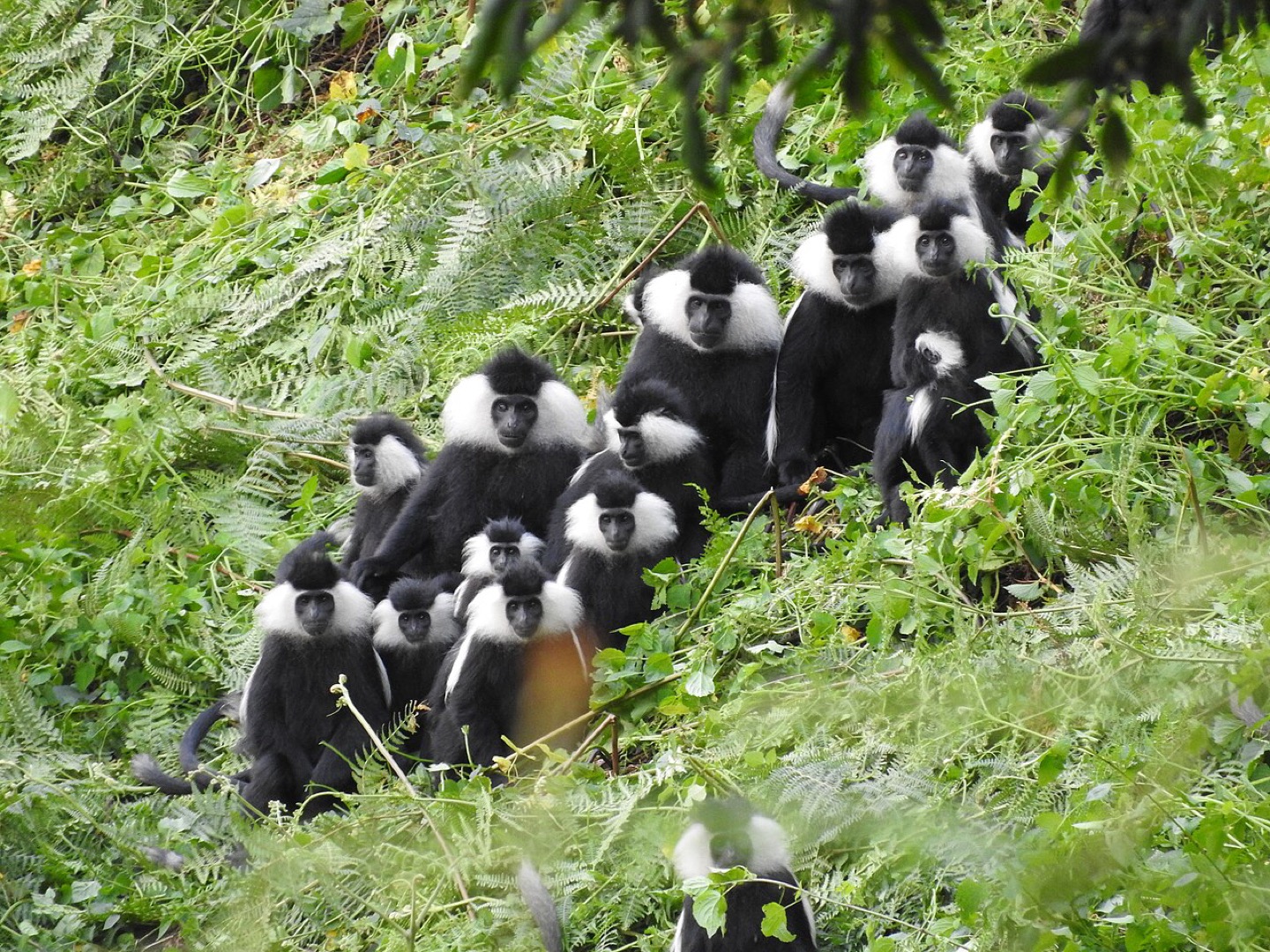 A group of colobus monkeys in Nyungwe Forest, Rwanda