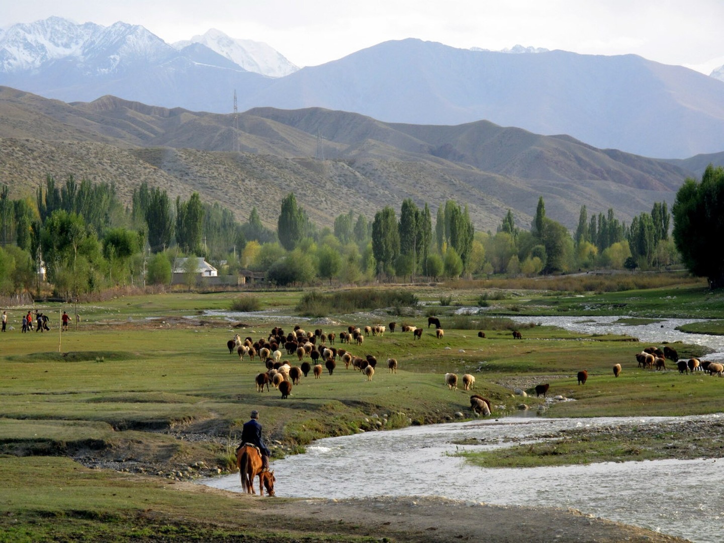 Sheep being brought home beside Issyk-Kul, Kyrgyzstan