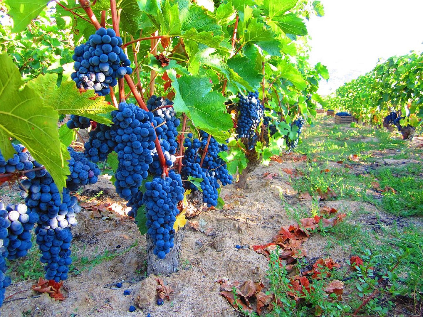 Vranec grapes