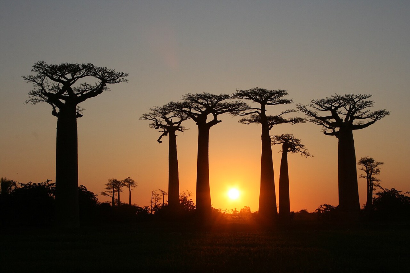 Sunset on the Avenue of the Baobabs near Morondava, Madagascar