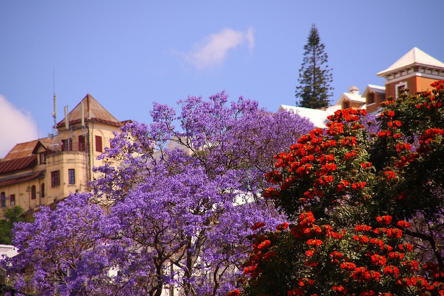 Jacaranda trees blooming in Antananarivo, Madagascar