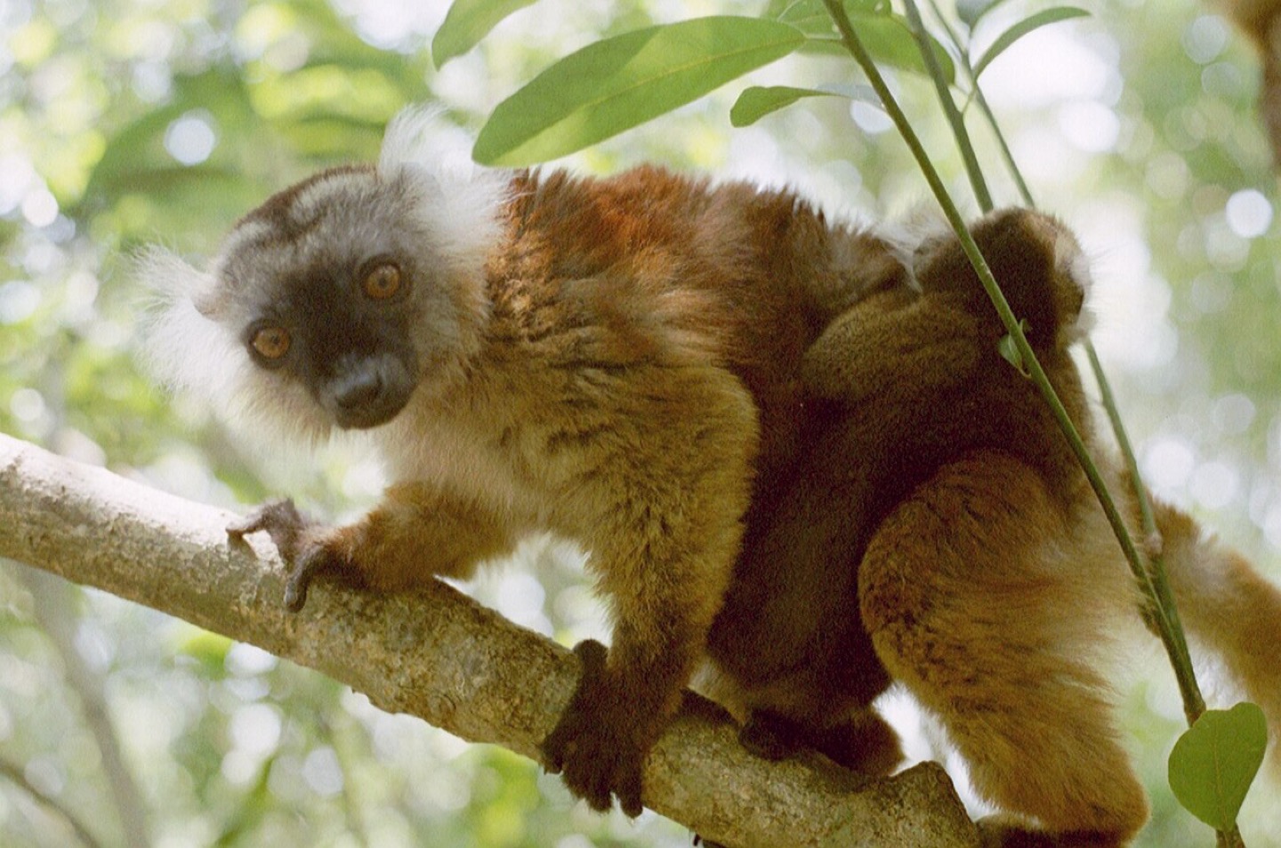 A black lemur with her young in Lokobe reserve on Nosy Be, Madagascar