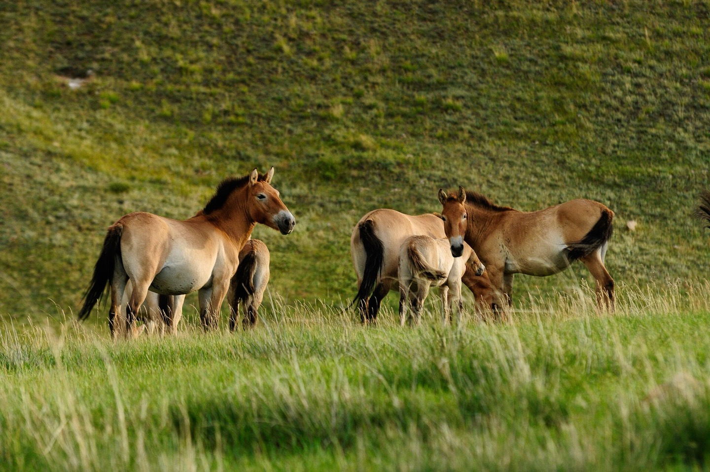 A takhi, or Przewalski’s horse, the only wild horse species never domesticated