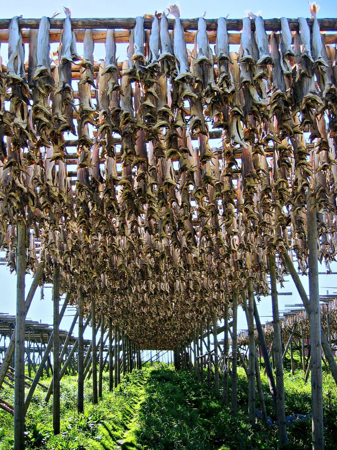 Stockfish drying in Lofoten