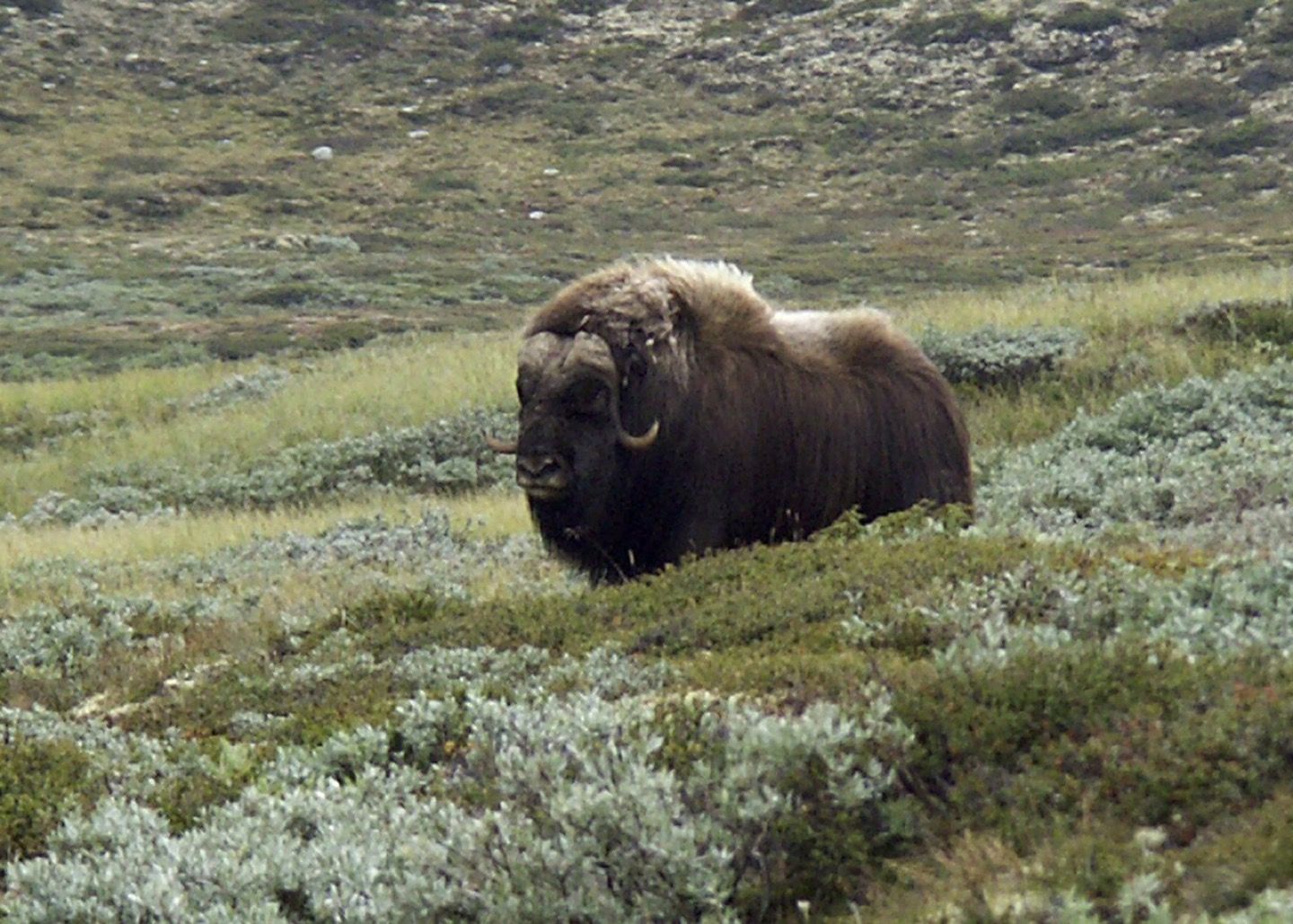 A muskox in Dovrefjell National Park