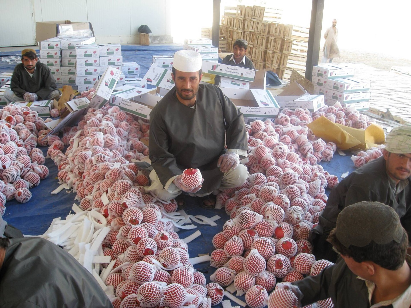 Pomegranates being processed in Afghanistan