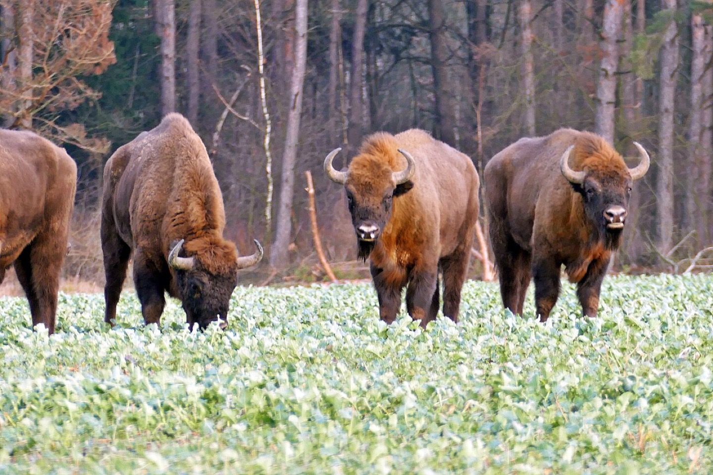 European bison in Poland