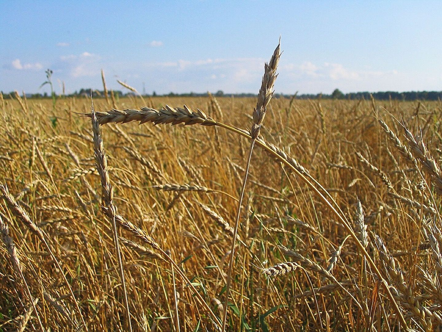 A wheat field near Tomsk