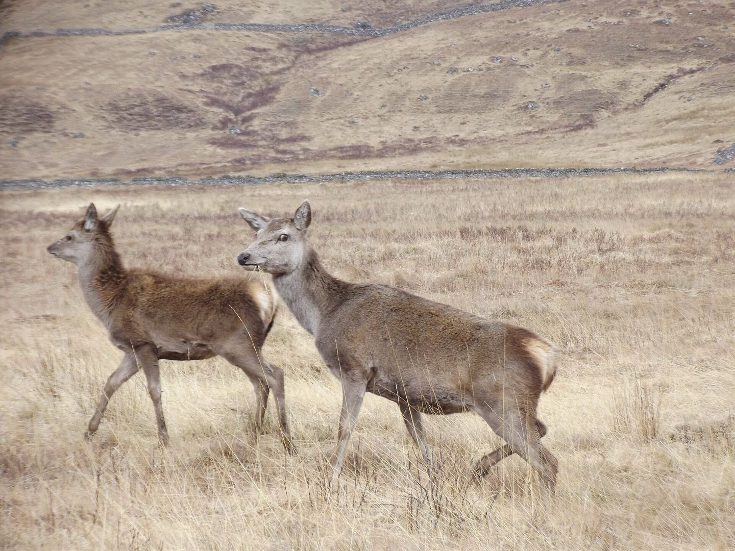 A red deer in the Scottish Highlands