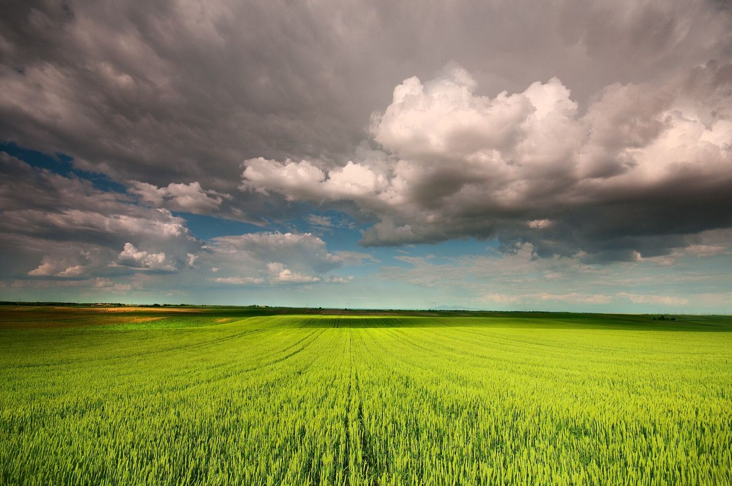 The wheat fields of Banat