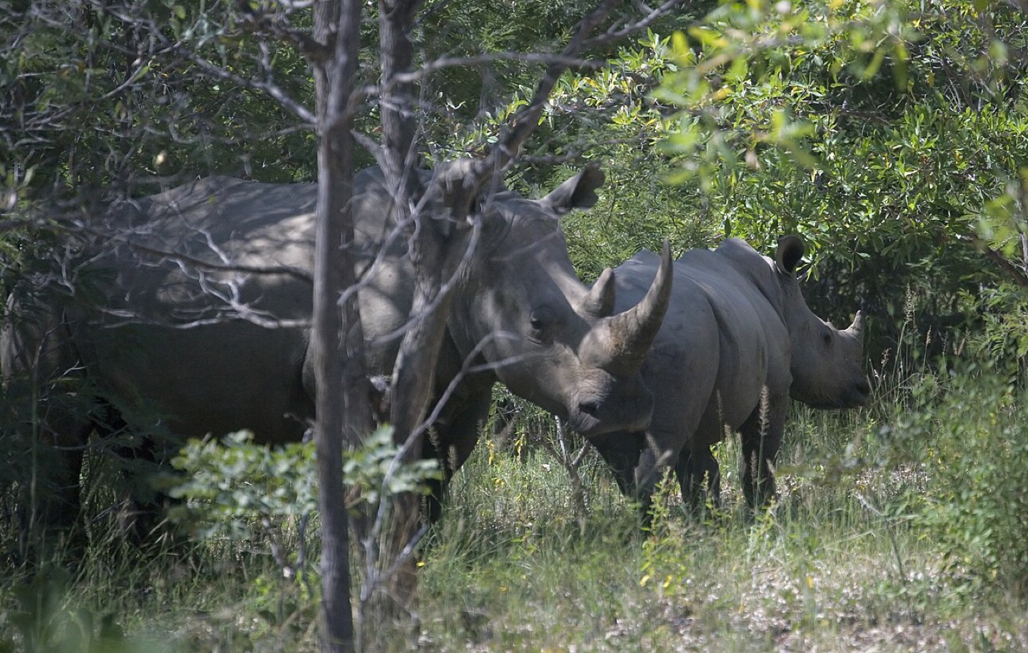 A white rhinoceros and calf in Matobo National Park, Zimbabwe