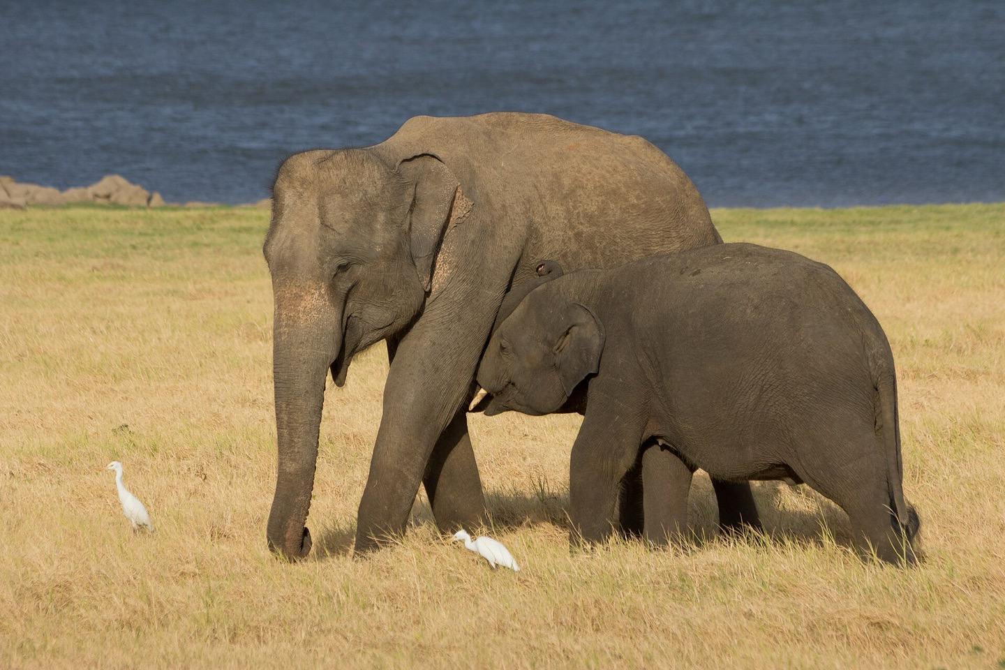 Elephants in Minneriya National Park, Sri Lanka