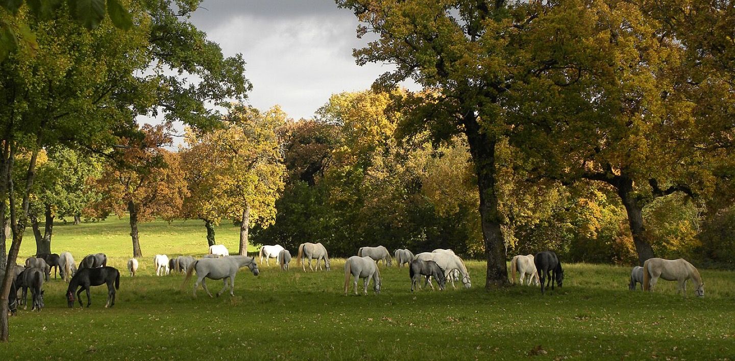 Lipizzaner horses at Lipica