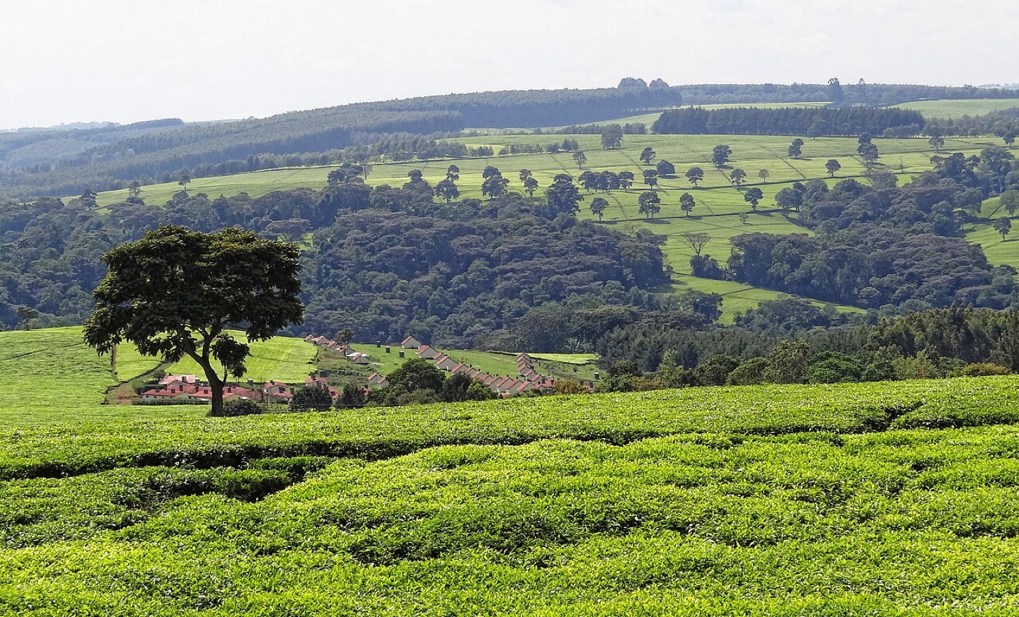 Tea plantations near Kericho in the Kenyan highlands