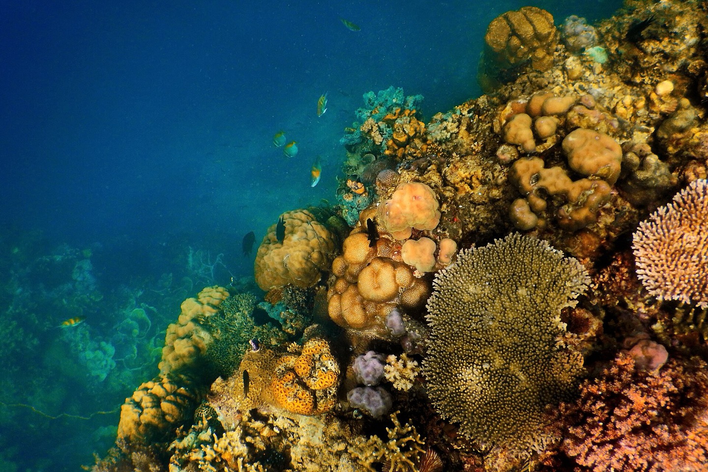 Coral beneath the water off Coron, Palawan, Philippines