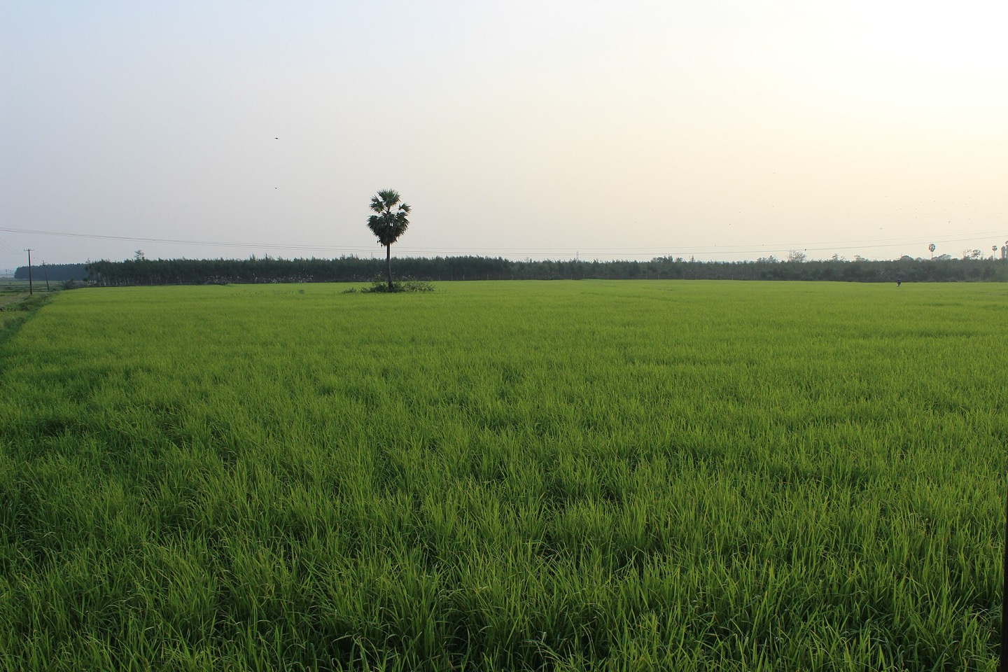 Rice paddies in Tamil Nadu, India