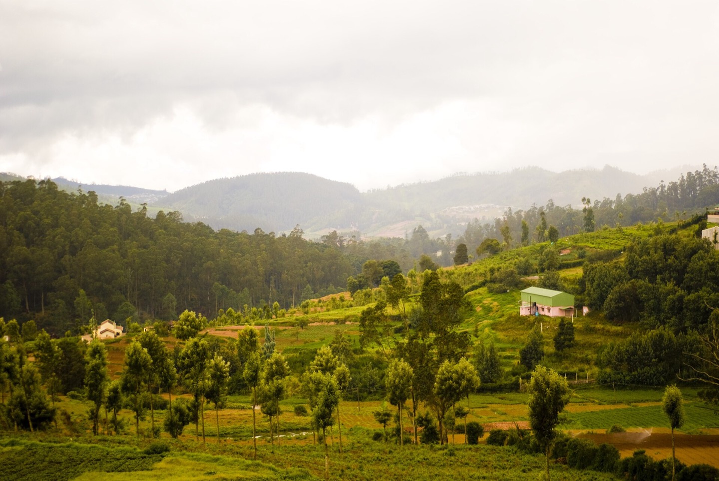 The Nilgiri Hills in Tamil Nadu, India