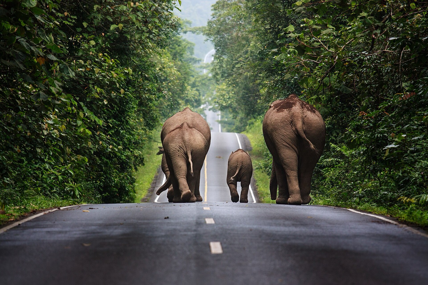 Wild elephants on a road in Khao Yai National Park, Thailand