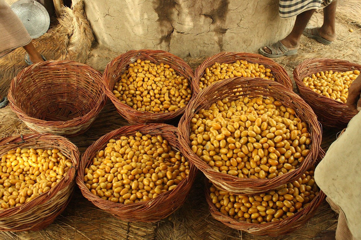 Date farming and processing in Pakistan