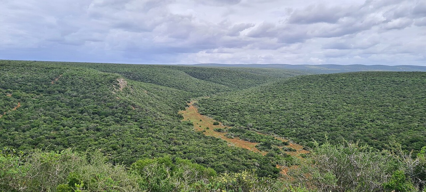 A green valley in Addo Elephant National Park in the Eastern Cape