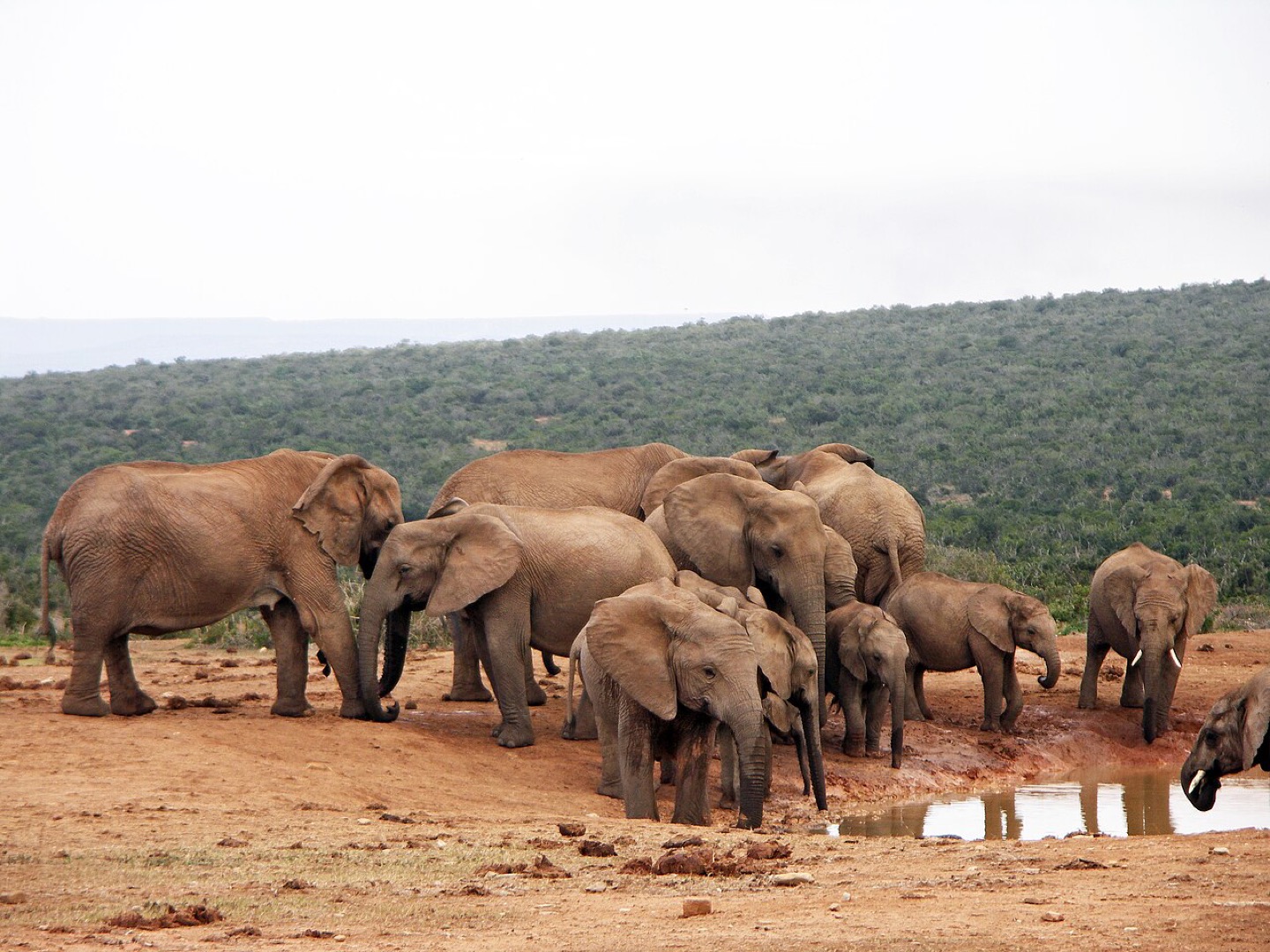 Elephants at Hapoor Dam in Addo Elephant National Park, South Africa
