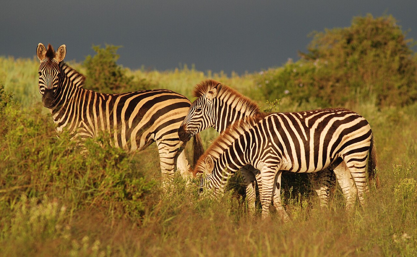 A zebra in Addo Elephant National Park, South Africa