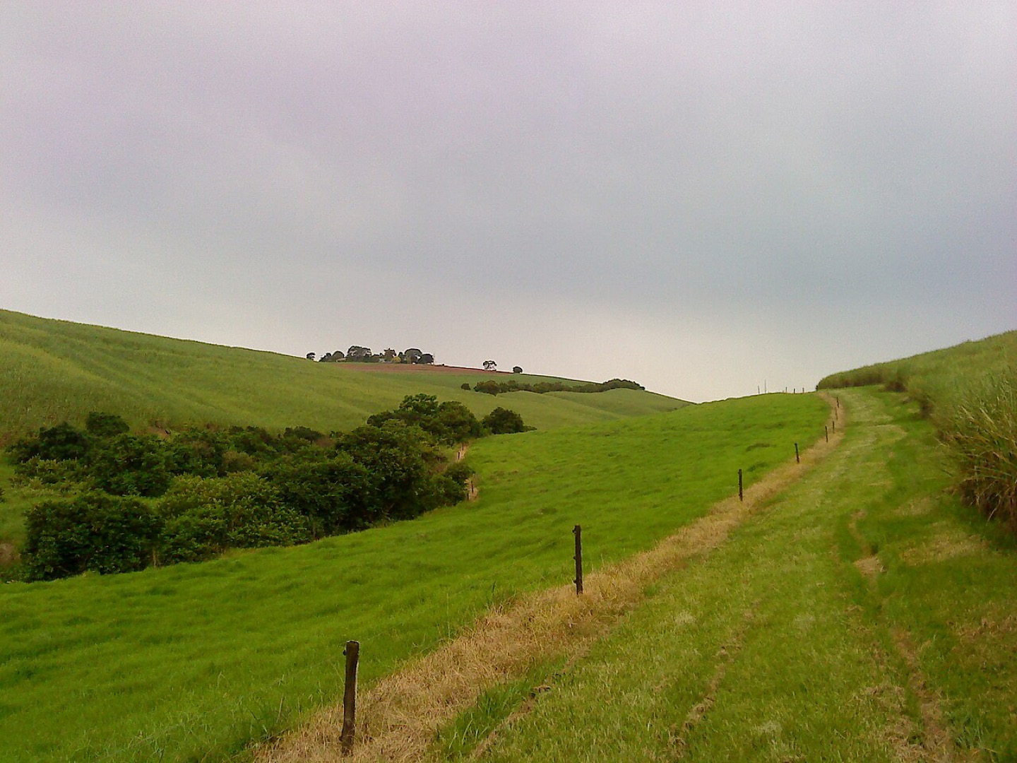 Sugar cane fields in the KwaZulu-Natal Midlands, South Africa