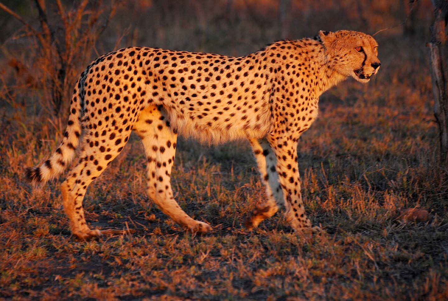 A cheetah at sunset in Hluhluwe–Imfolozi Park, South Africa