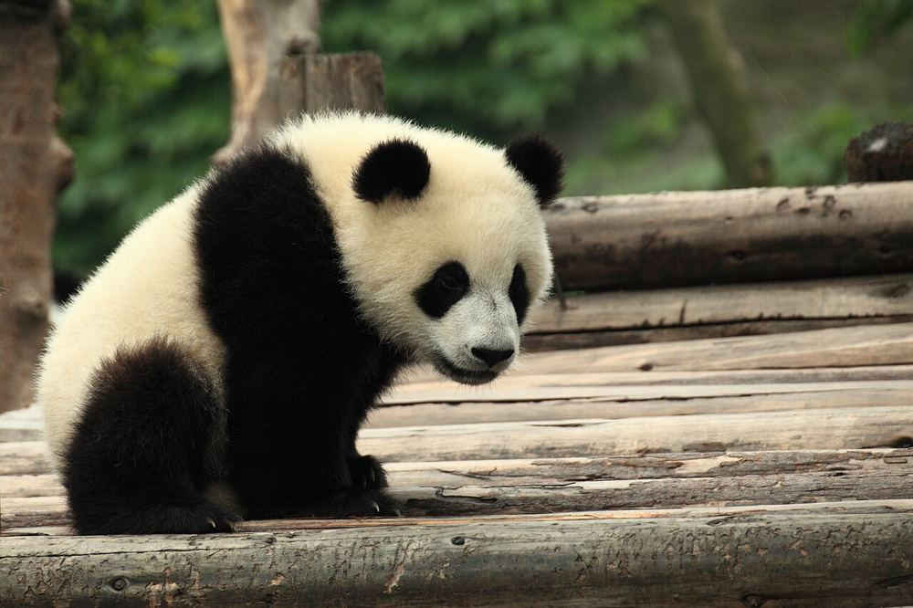A young giant panda resting on a wooden platform at the Chengdu base