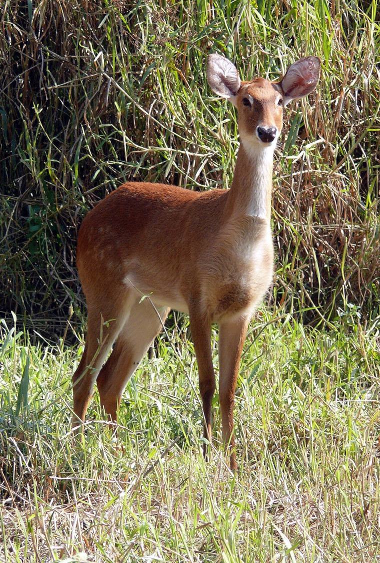A sangai deer standing in tall grass, looking at the camera